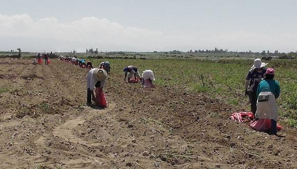 Las regiones que registraron un mayor desembolso en pequeños agricultores con un préstamo por primera vez fueron: Puno, Huánuco y Arequipa. (Foto: GEC)
