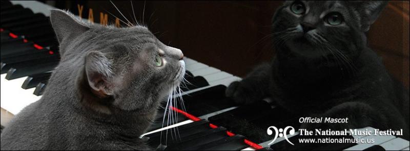 Conoce a Nora, la gata pianista que toca con una orquesta (VIDEO)