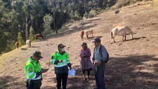 Policía logra recuperar once caballos robados a humilde agricultor