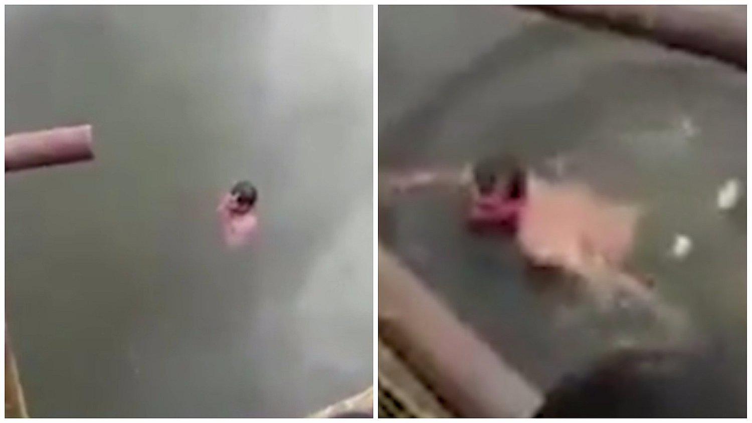 Chamán pensó que podía derrotar a cocodrilos, pero tuvo desastroso final (VIDEO)