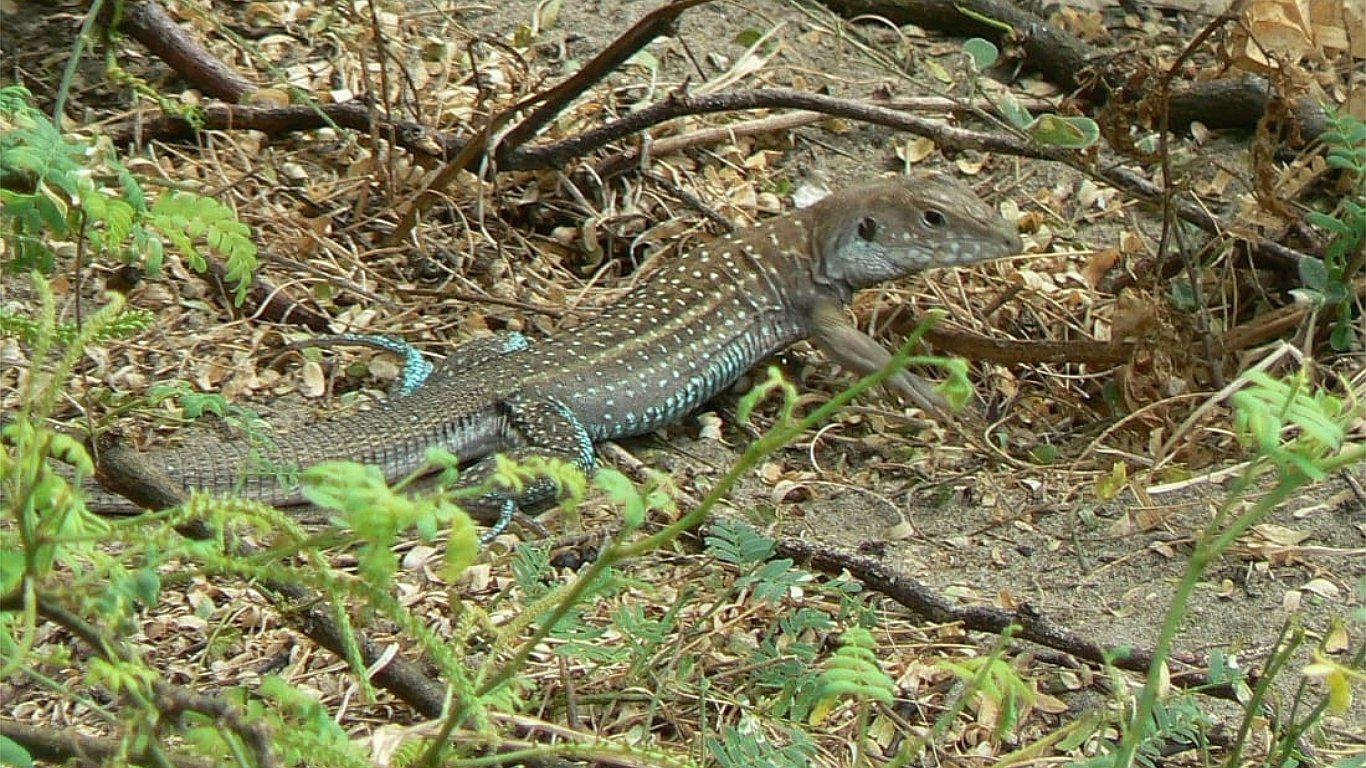 Chavimochic protege al cañán viruñero (FOTO) 