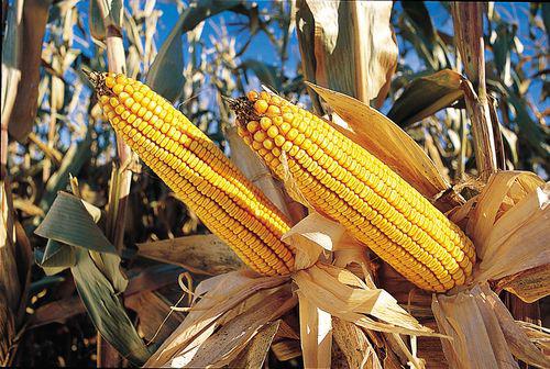 Producción de maíz amarillo cae en 40%