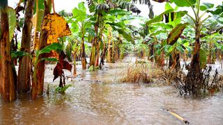 Madre de Dios: inundaciones arrasan hectáreas de cultivos y deja más de 2 mil pobladores afectados (FOTOS)