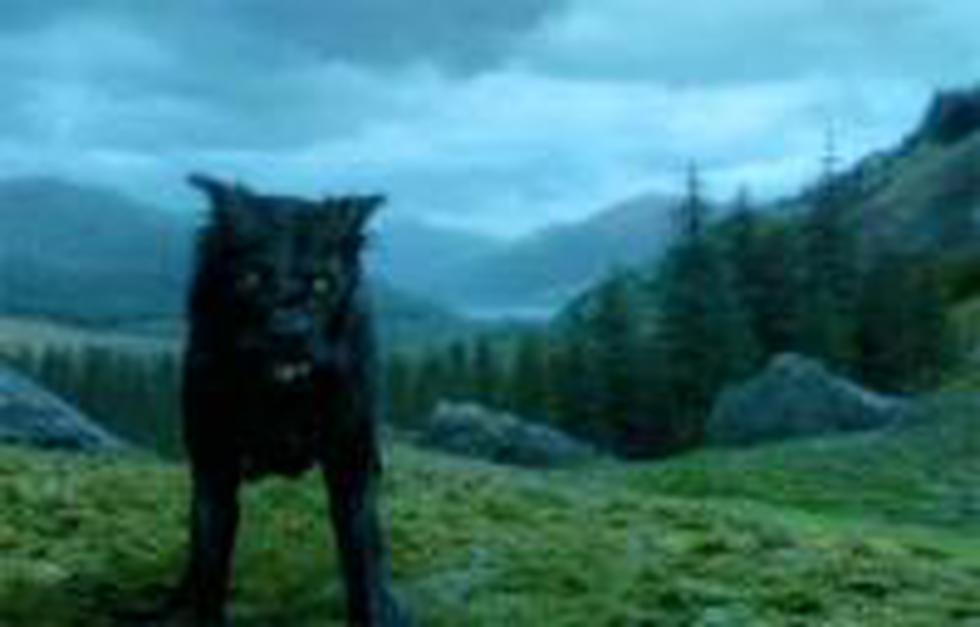 El perro de Harry Potter busca dueño