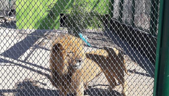 Muere león "Simba" en zoológico de la MPT
