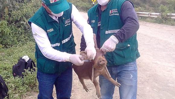 Vacunan a más de 300 mil cerdos contra la peste porcina clásica en Piura