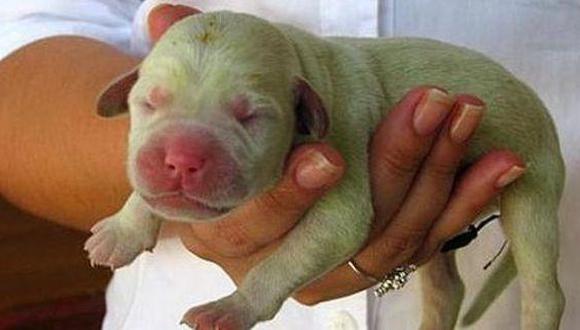 Nace el primer cachorro verde en el mundo 