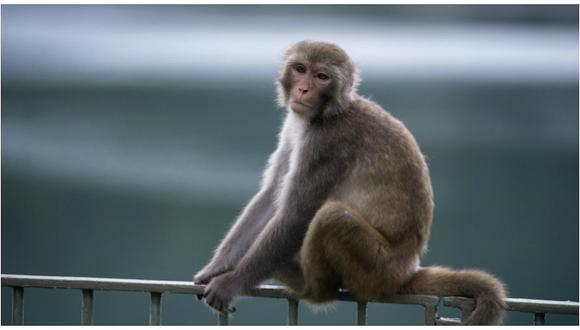 Japón: sacrifican a 57 macacos en un zoológico por no ser de raza pura