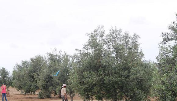 Hortensia destruye el 40% del olivo en La Yarada Los Palos