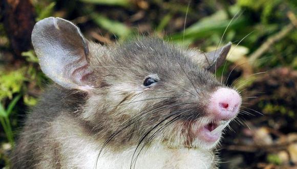 Indonesia: Descubren nueva especie de mamífero, un "ratón musaraña"