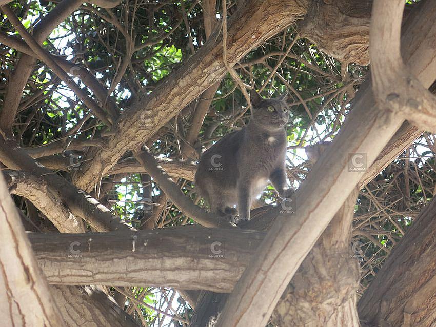 Sorpresa por aparición de un "gatonejo" en Tacna (VIDEO)