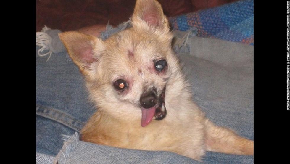 Concurso premia a los perros más feos (FOTOS)