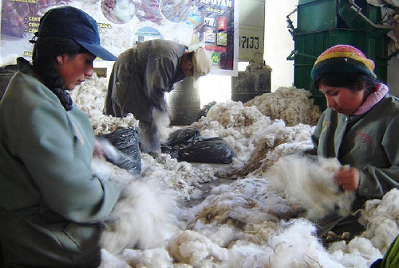 Italia desplaza a China como primer destino de fibra de alpaca peruana