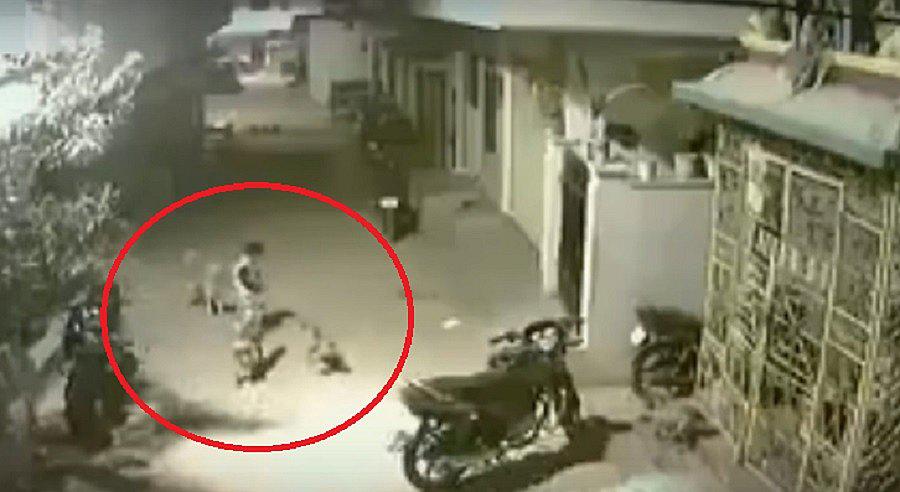 YouTube: Video de niño enfrentándose a perros callejeros invade redes sociales