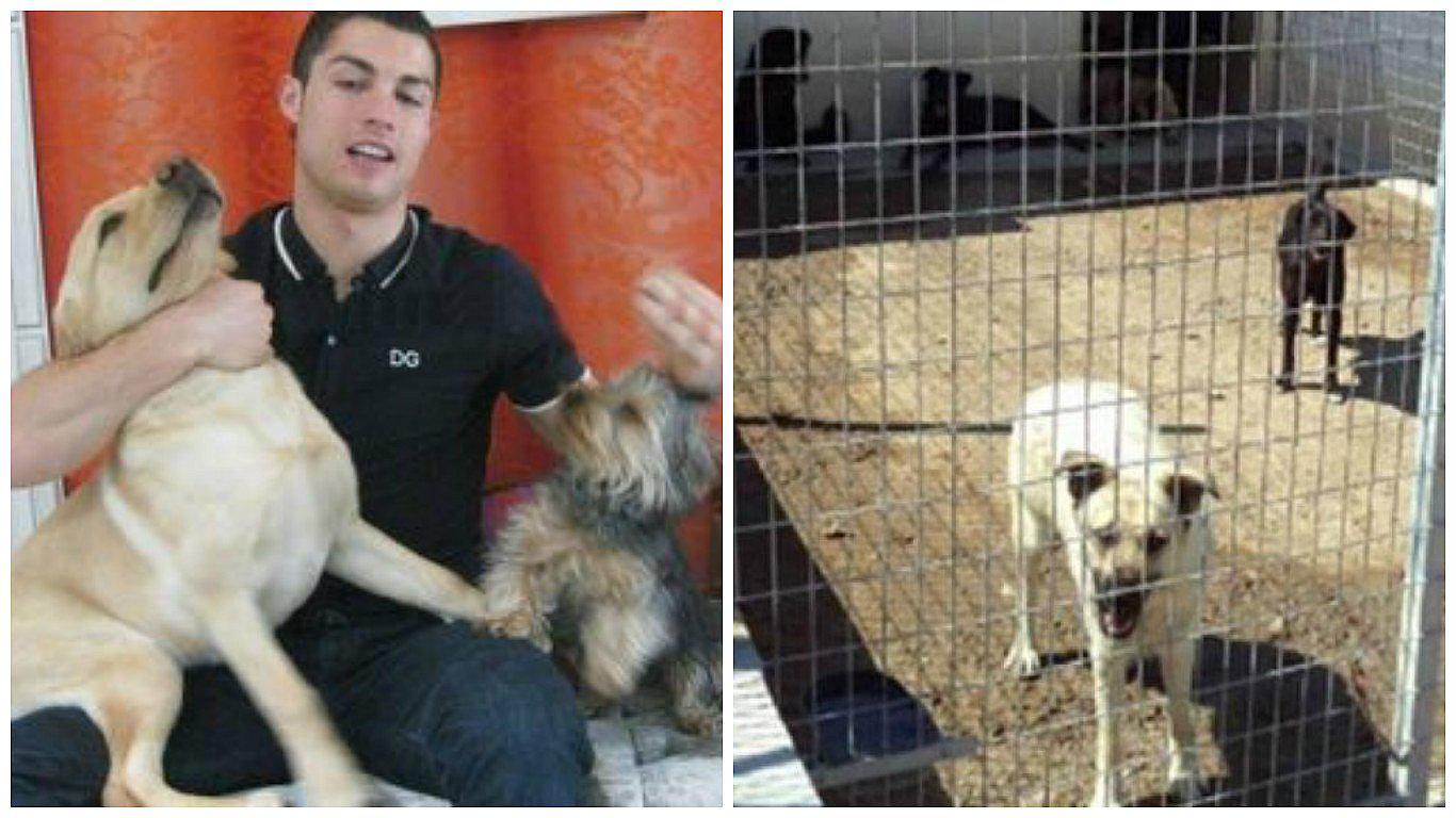 ​Cristiano Ronaldo ayudó así a salvar un albergue de perritos
