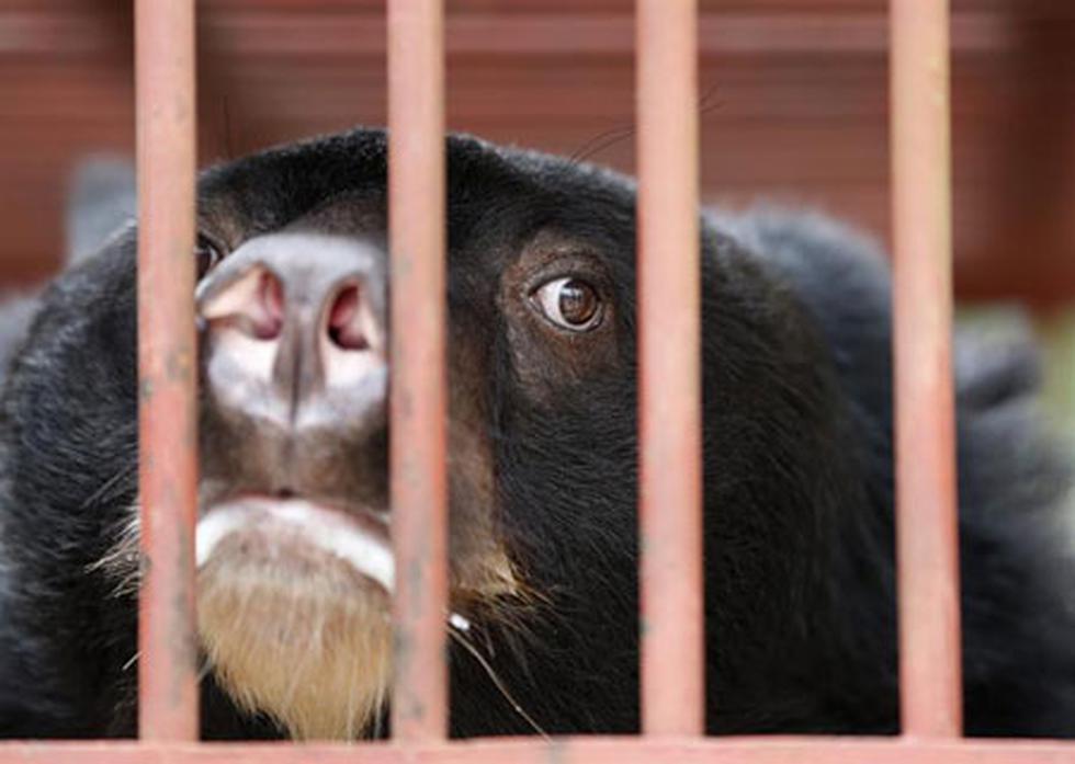 Hoy se celebra el Día Mundial de los Animales