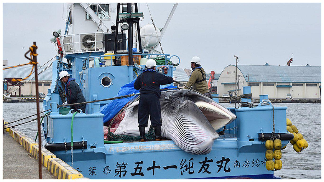 Japón reanuda la caza de ballenas tras más de 30 años de interrupción (FOTOS)