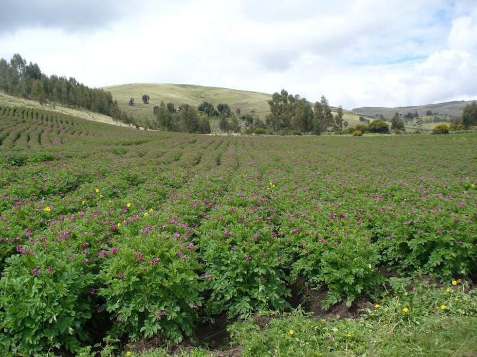 Ayacucho es región papera con más de 22 mil hectáreas