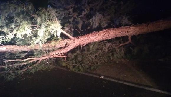 Los vientos provocaron la caída de un árbol durante la noche del martes en Arequipa