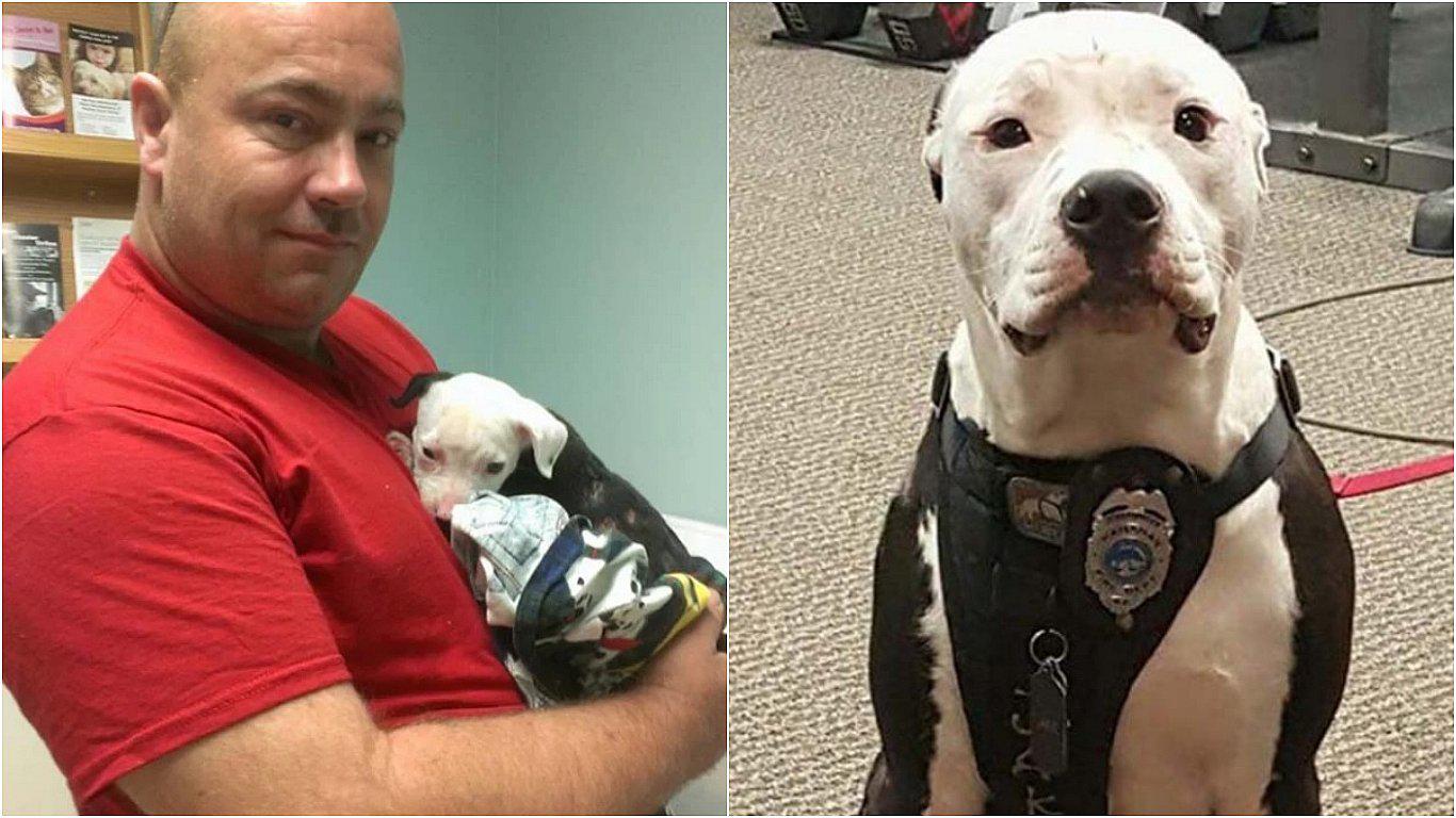 ​Pitbull fue salvado de voraz incendio y ahora forma parte del cuerpo de bomberos (FOTOS)
