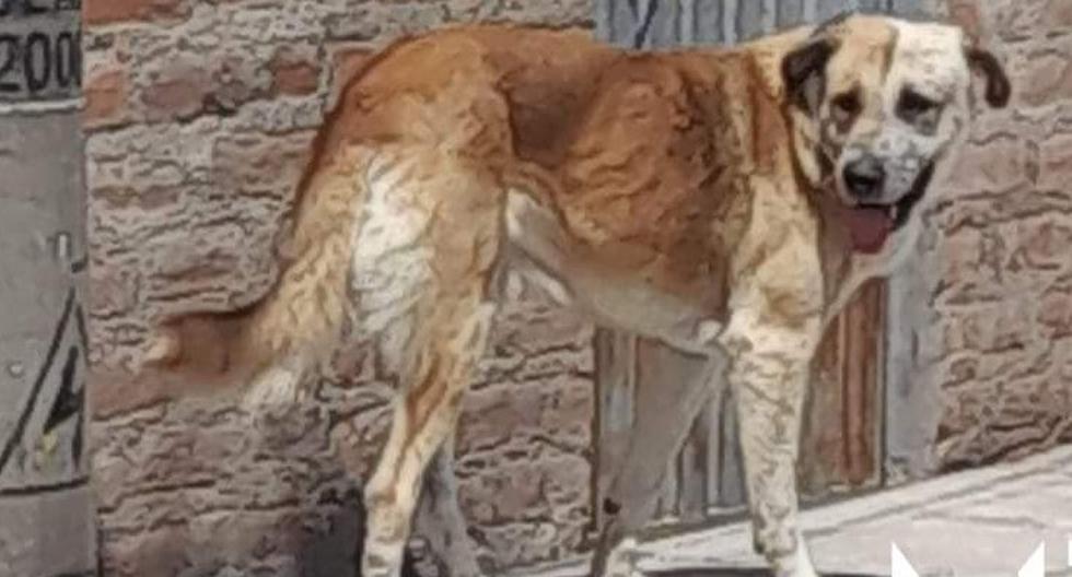 Arequipa: Perro callejero ataca a un menor de 4 años en el centro poblado de Santa María La Colina