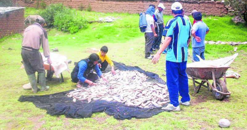 Envenenan tres mil truchas en la cuenca del Cunas 