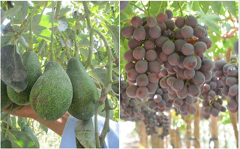 ​Arequipa con mayor exportación de uva y palta durante el 2019