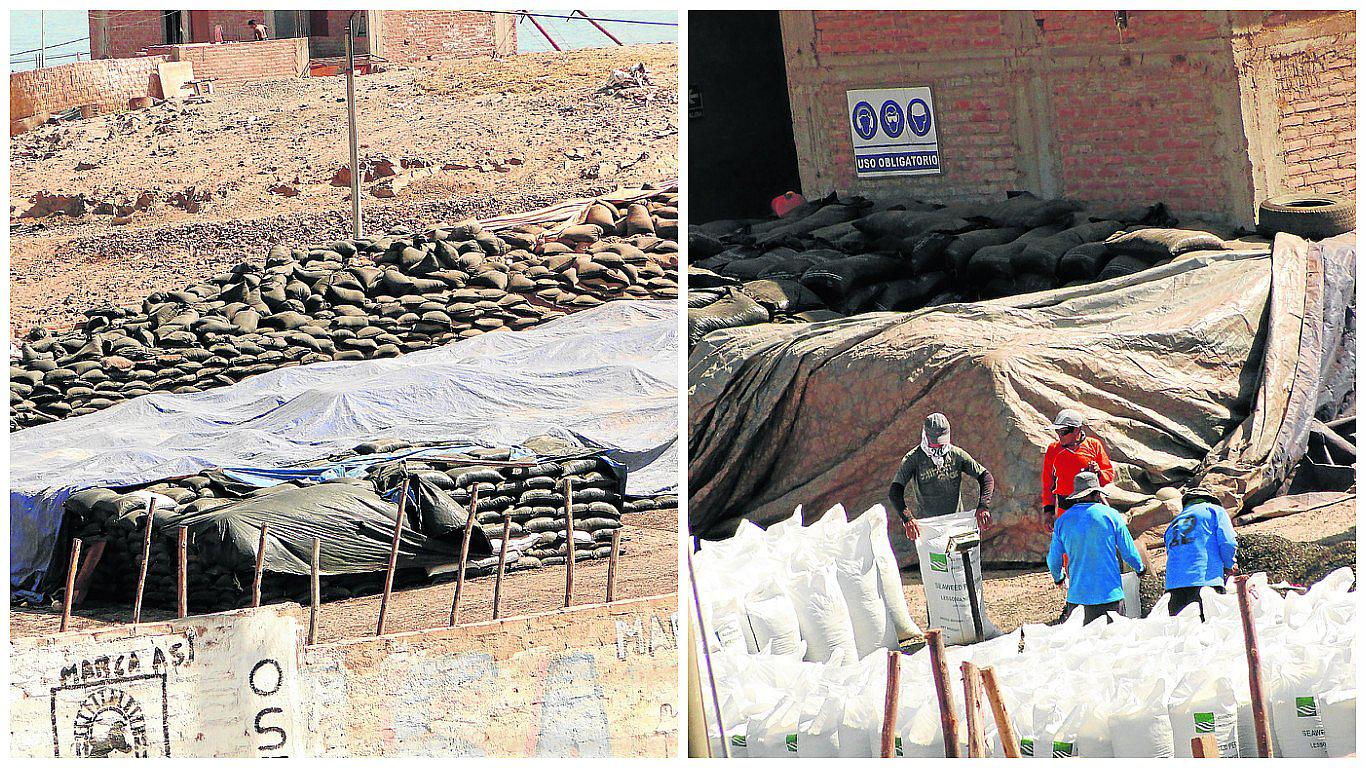 Pescadores informales depredan las algas marinas en el litoral