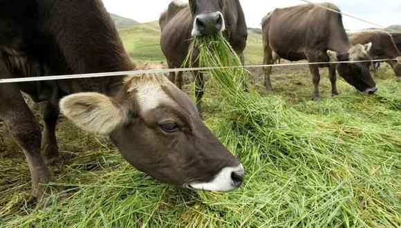 En la región Arequipa se estima que hay un aproximado de 14 mil cabezas de vacas lecheras.(Foto: Difusión)