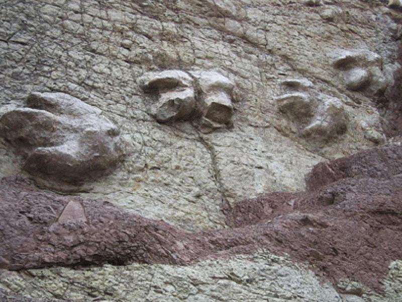 Callejón de Conchucos en Ancash albergaba dinosaurios 