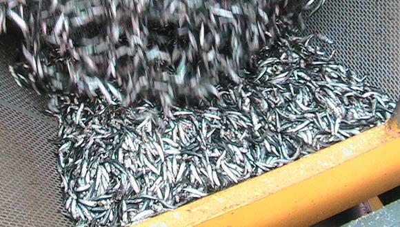 Pescadores denuncian pesca indiscriminada de anchoveta