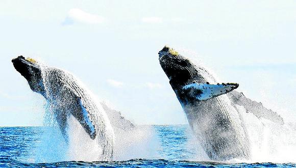 Conoce cuándo inicia la temporada de avistamiento de ballenas en Piura