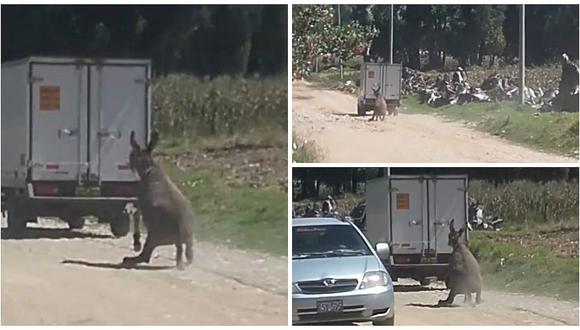 Facebook: Camioneta arrastra a burro por más de 500 metros (VIDEO)