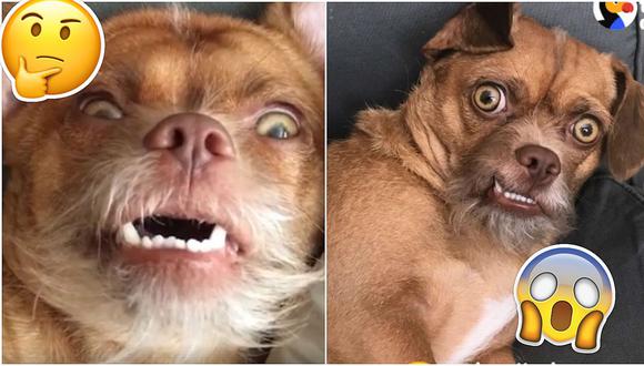 Facebook: este perro puede imitar a los emoticones de Whatsapp (VIDEO)