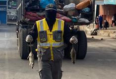 Arequipa: Exterminan ratas en jornada de limpieza en plataforma comercial Río Seco (VIDEO)