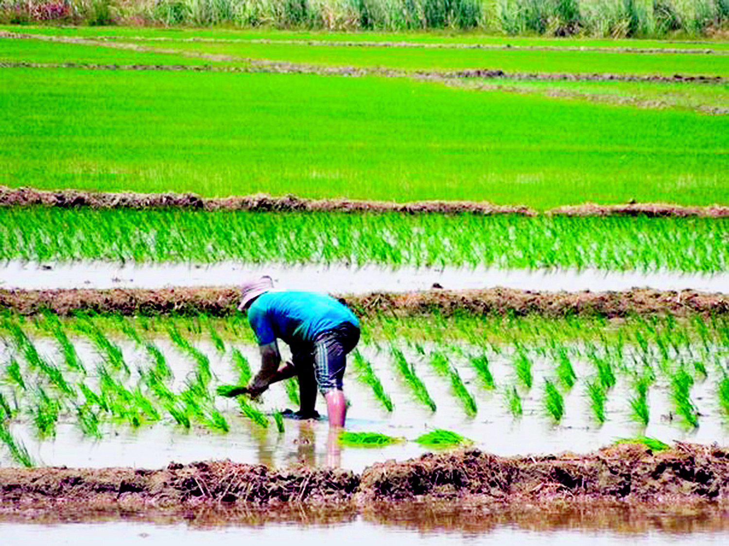 Tumbes: Agricultores preocupados por plagas