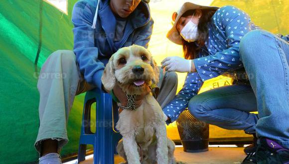 169 mil canes serán vacunados contra le rabia en Arequipa y Camaná