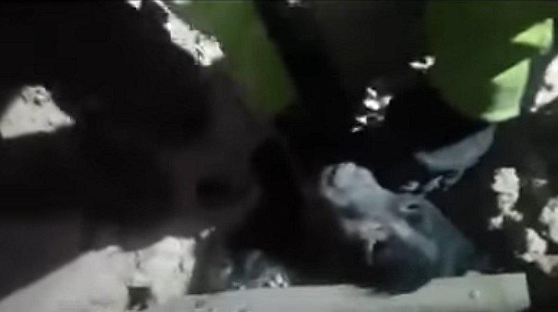 ​YouTube: Mira el rescate de un perro atrapado entre los escombros tras terremoto en Italia