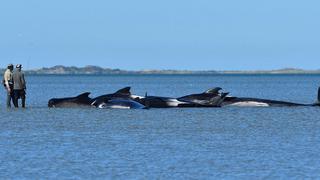 Nueva Zelanda: una treintena de ballenas mueren varadas 