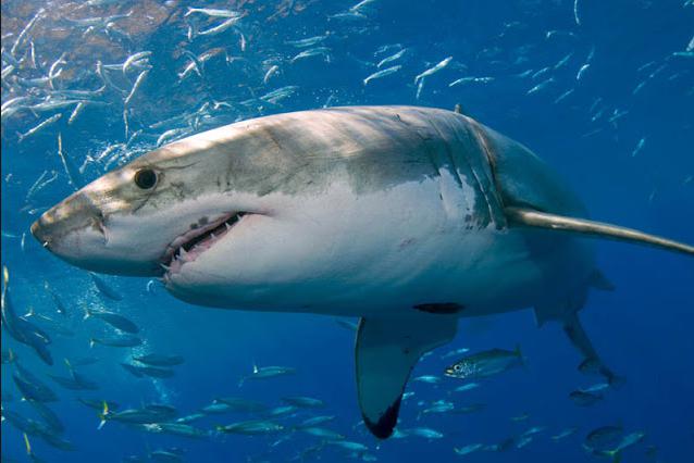 Japón: Un gran tiburón blanco muere tras días de cautiverio en un acuario