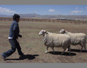 El objetivo es la
 raza Frisón Alemán