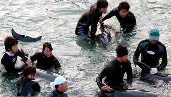 ​La mitad de los delfines cazados en Japón fue exportada a acuarios extranjeros