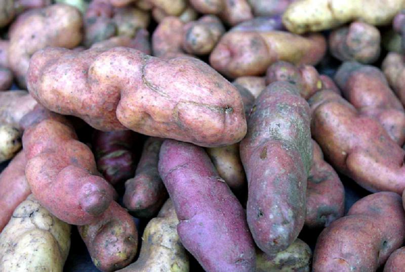 ​Identifican 130 variedades de papa en la comunidad de Chugay