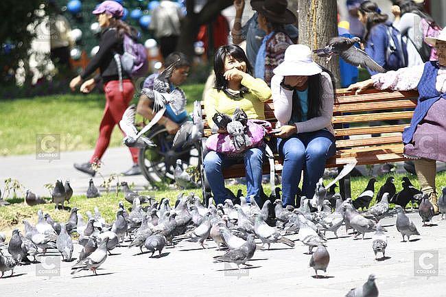 Palomas: Proliferación de aves es un riesgo para la salud
