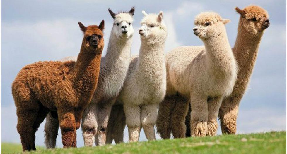 Día Nacional de la Alpaca: conoce los tipos de este camélido oriundo