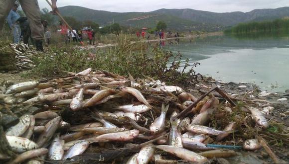 Bolivia: Miles de peces mueren en laguna por excesivo calor