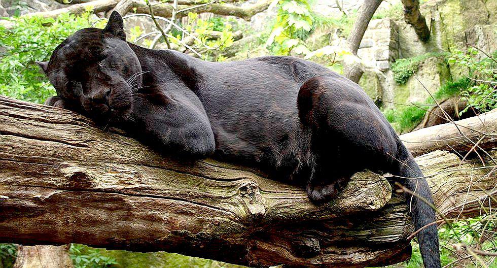 ​Cámaras trampa captan un jaguar negro en plena selva de Cusco (FOTOS)