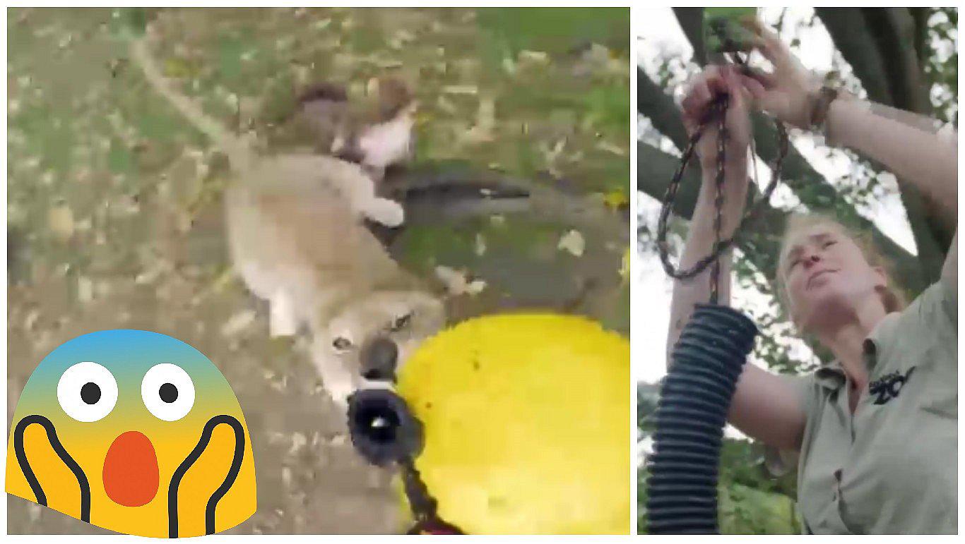 Dejaron una pelota en jaula de león y lo que pasó te sorprenderá (VIDEO)