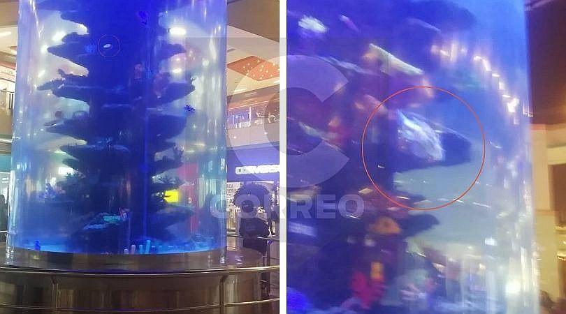 Descuido en acuario de Mega Plaza: Graban el fallecimiento de un pez (VIDEO)