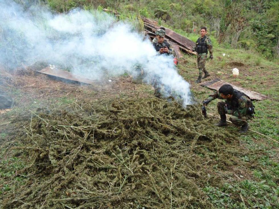 FOTOS: Erradican 180 mil plantones de Marihuana en Chinchao